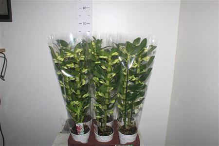 Горшечные цветы и растения оптом Dendr N Sc Apollon 2 Branches от 6шт из Голландии с доставкой по России