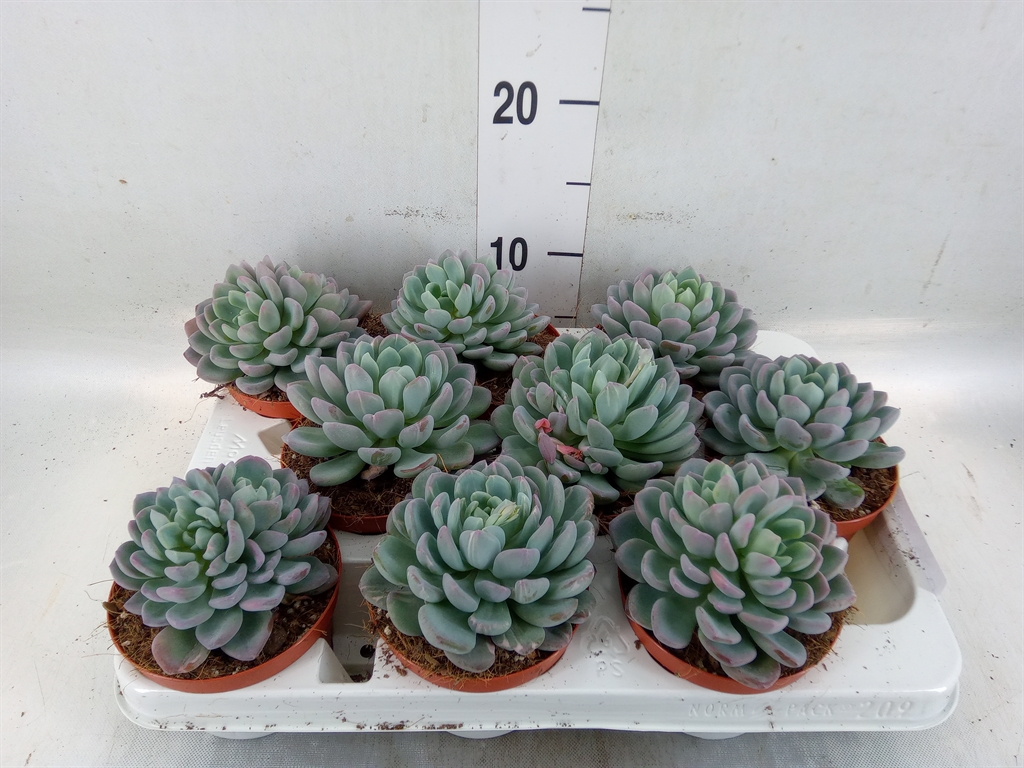 Горшечные цветы и растения оптом Echeveria   ... от 9шт из Голландии с доставкой по России