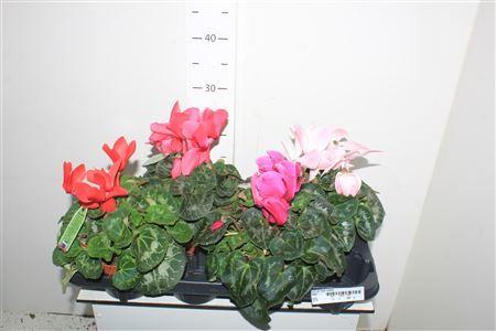 Горшечные цветы и растения оптом Cycl Gr Sup Vintro от 4шт (для телеги) из Голландии с доставкой по России