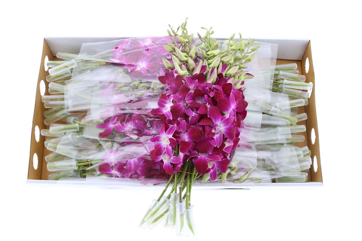 Срезанные цветы оптом Dendrobium galaxy от 80шт из Голландии с доставкой по России