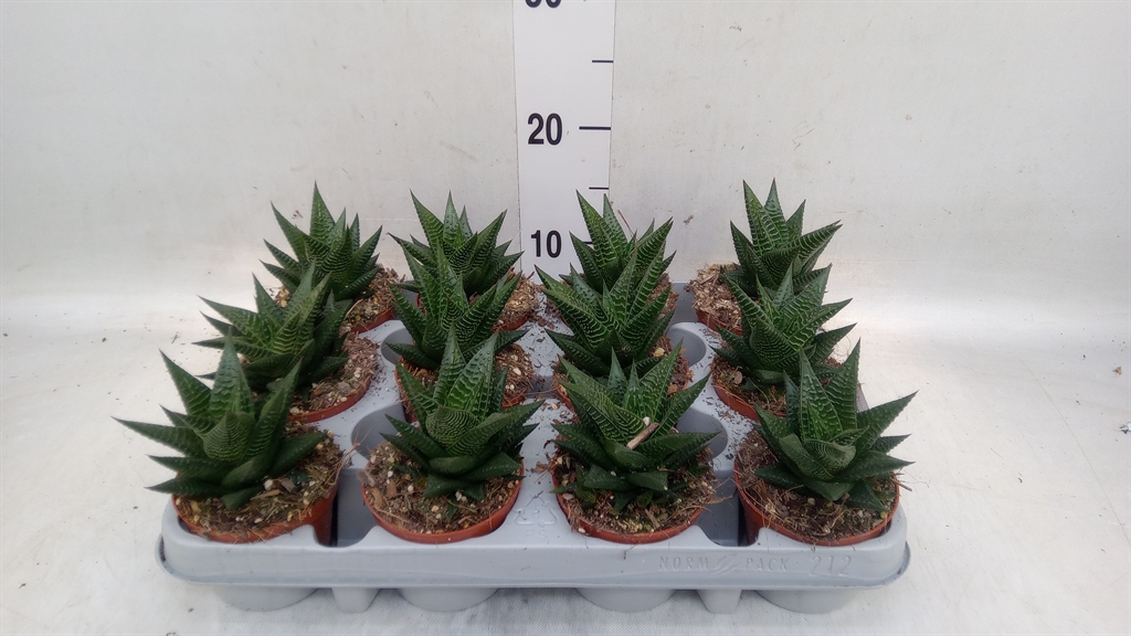 Горшечные цветы и растения оптом Haworthia Limifolia от 12шт (для телеги) из Голландии с доставкой по России