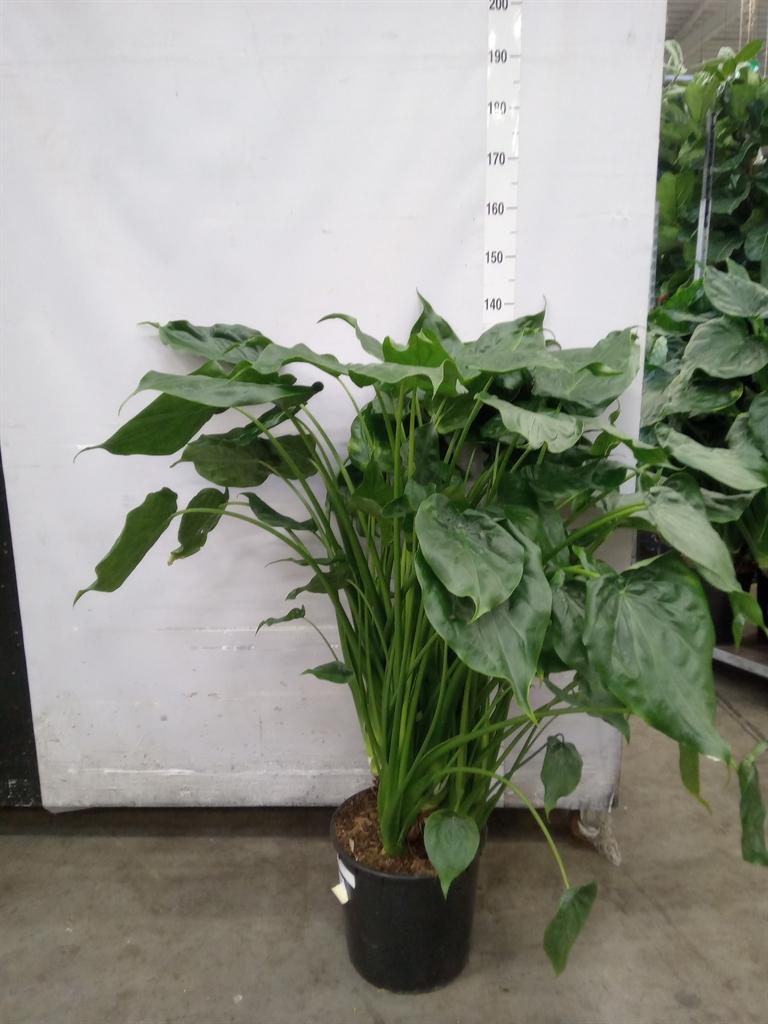 Горшечные цветы и растения оптом Alocasia Cucullata от 1шт (для телеги) из Голландии с доставкой по России