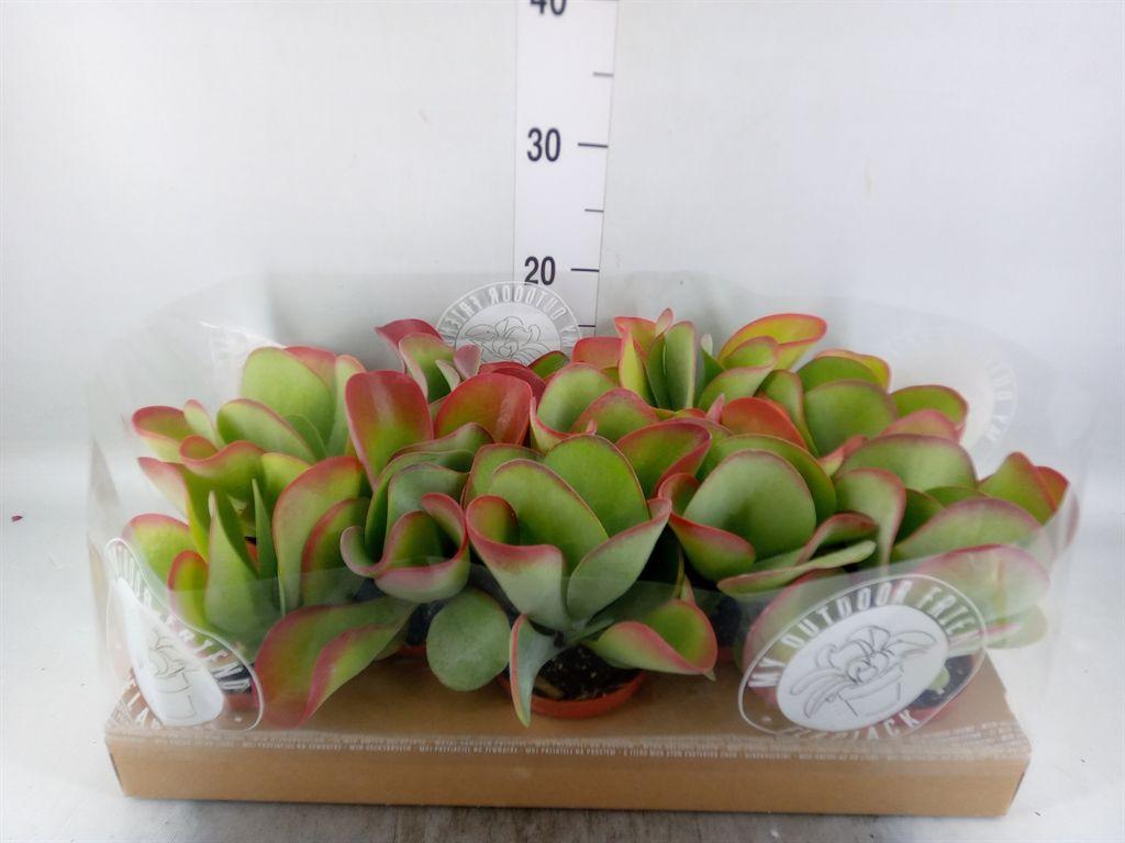 Горшечные цветы и растения оптом Kalanchoe Nf Thyrsiflora от 10шт из Голландии с доставкой по России