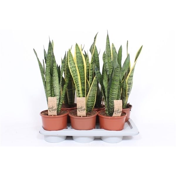 Горшечные цветы и растения оптом Sansevieria Mix от 6шт из Голландии с доставкой по России