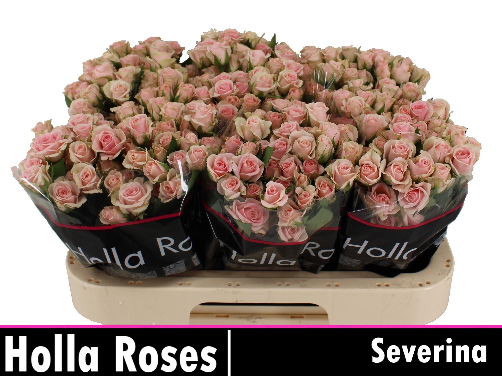 Срезанные цветы оптом Rosa spray severina от 60шт из Голландии с доставкой по России