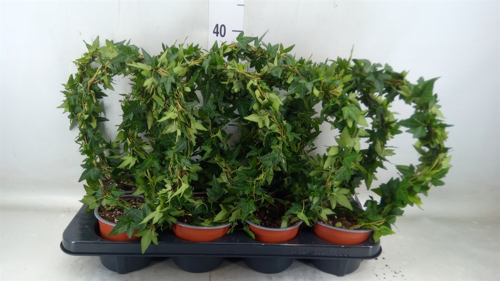 Горшечные цветы и растения оптом Hedera Helix   ..special Shapes L% от 8шт из Голландии с доставкой по России