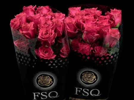 Срезанные цветы оптом Rosa ec hot explorer от 40шт из Голландии с доставкой по России