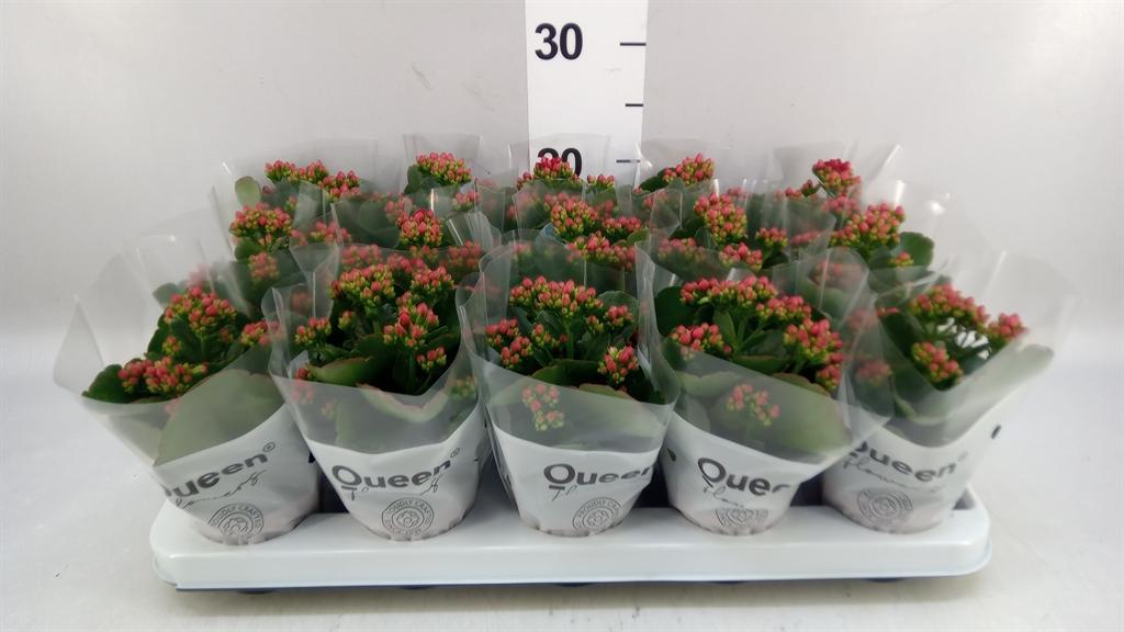 Горшечные цветы и растения оптом Kalanchoe Blos. calandiva Rubio от 15шт (для телеги) из Голландии с доставкой по России