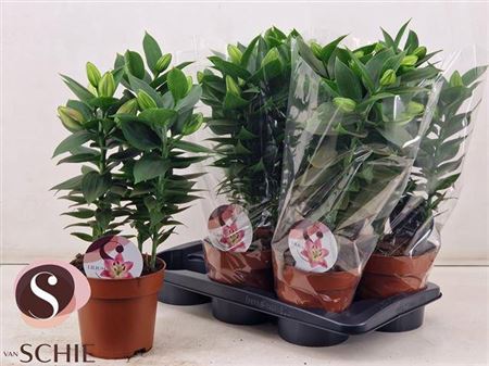 Горшечные цветы и растения оптом Lil Or Souvenir 3 Pp от 6шт из Голландии с доставкой по России