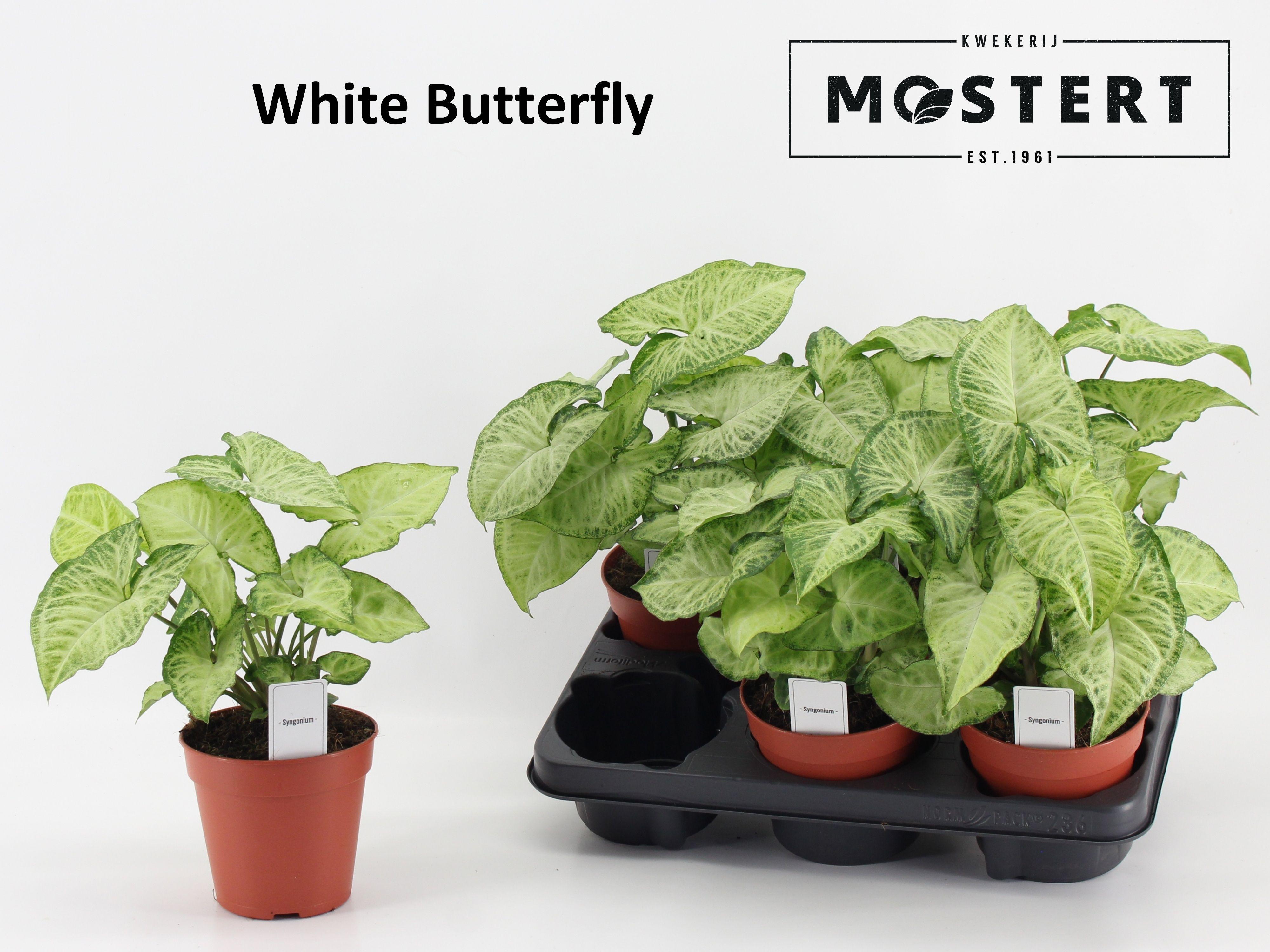 Горшечные цветы и растения оптом Syngonium Mottled от 6шт из Голландии с доставкой по России