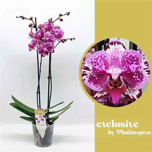 Горшечные цветы и растения оптом Phal 2st Molly 14+ (phalaenova) от 10шт из Голландии с доставкой по России
