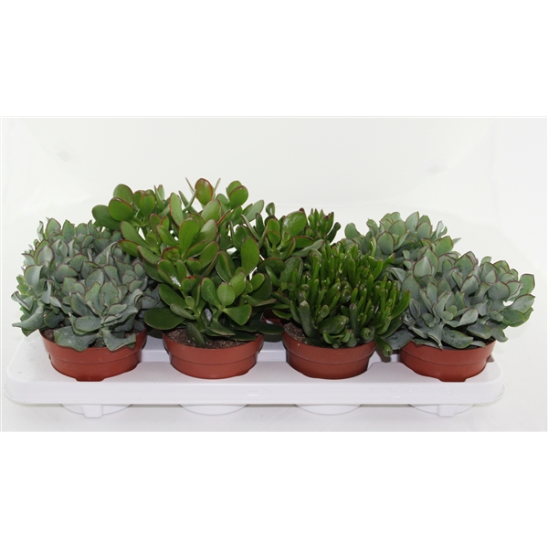 Горшечные цветы и растения оптом Crassula Mix от 6шт из Голландии с доставкой по России