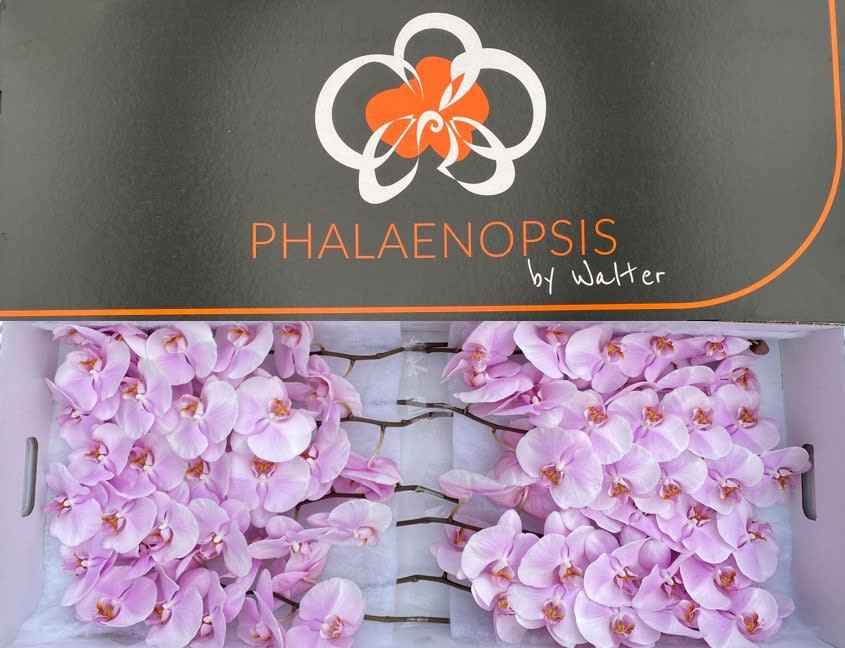 Срезанные цветы оптом Phalaenopsis tikal (per stem) от 10шт из Голландии с доставкой по России