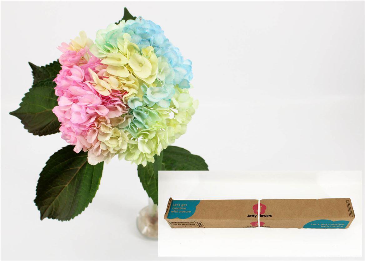 Срезанные цветы оптом Hydrangea paint rainbow от 12шт из Голландии с доставкой по России