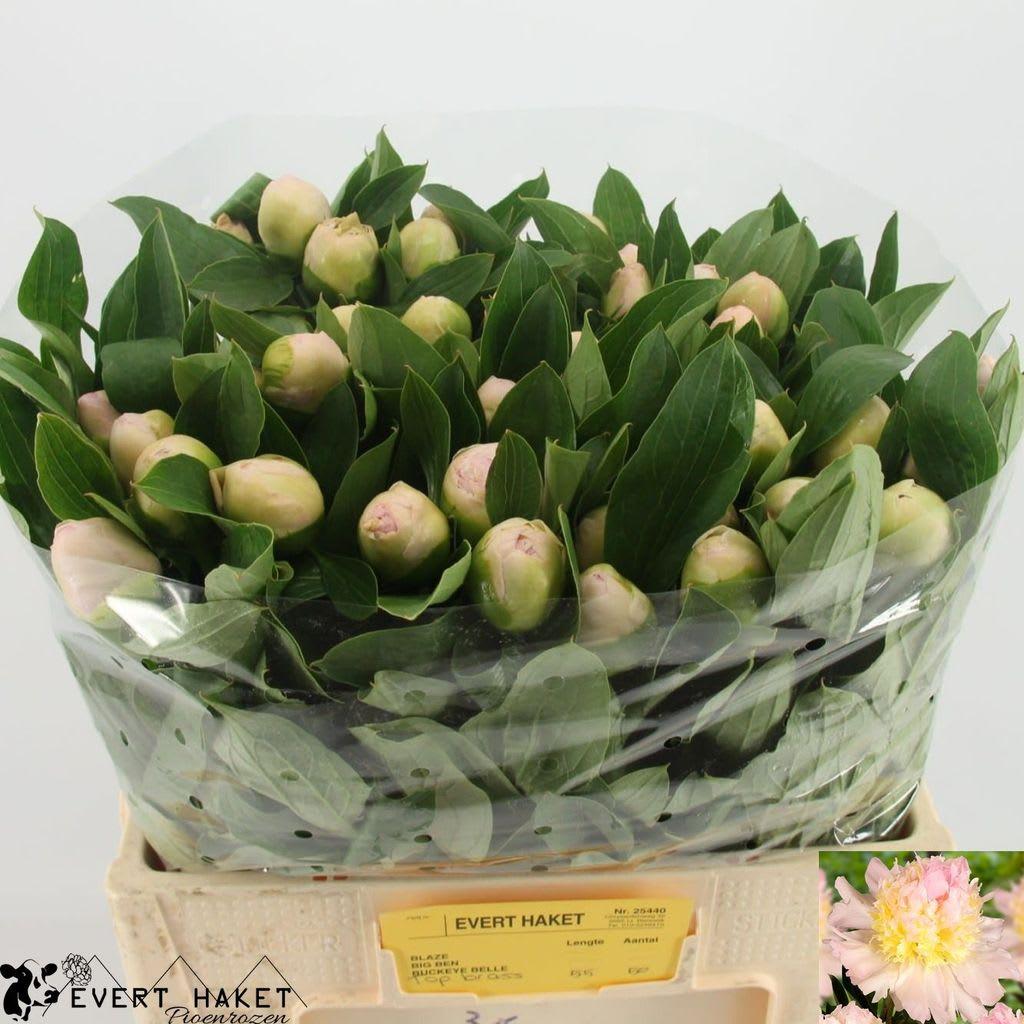 Срезанные цветы оптом Paeonia top brass от 50шт. из Голландии с доставкой по России