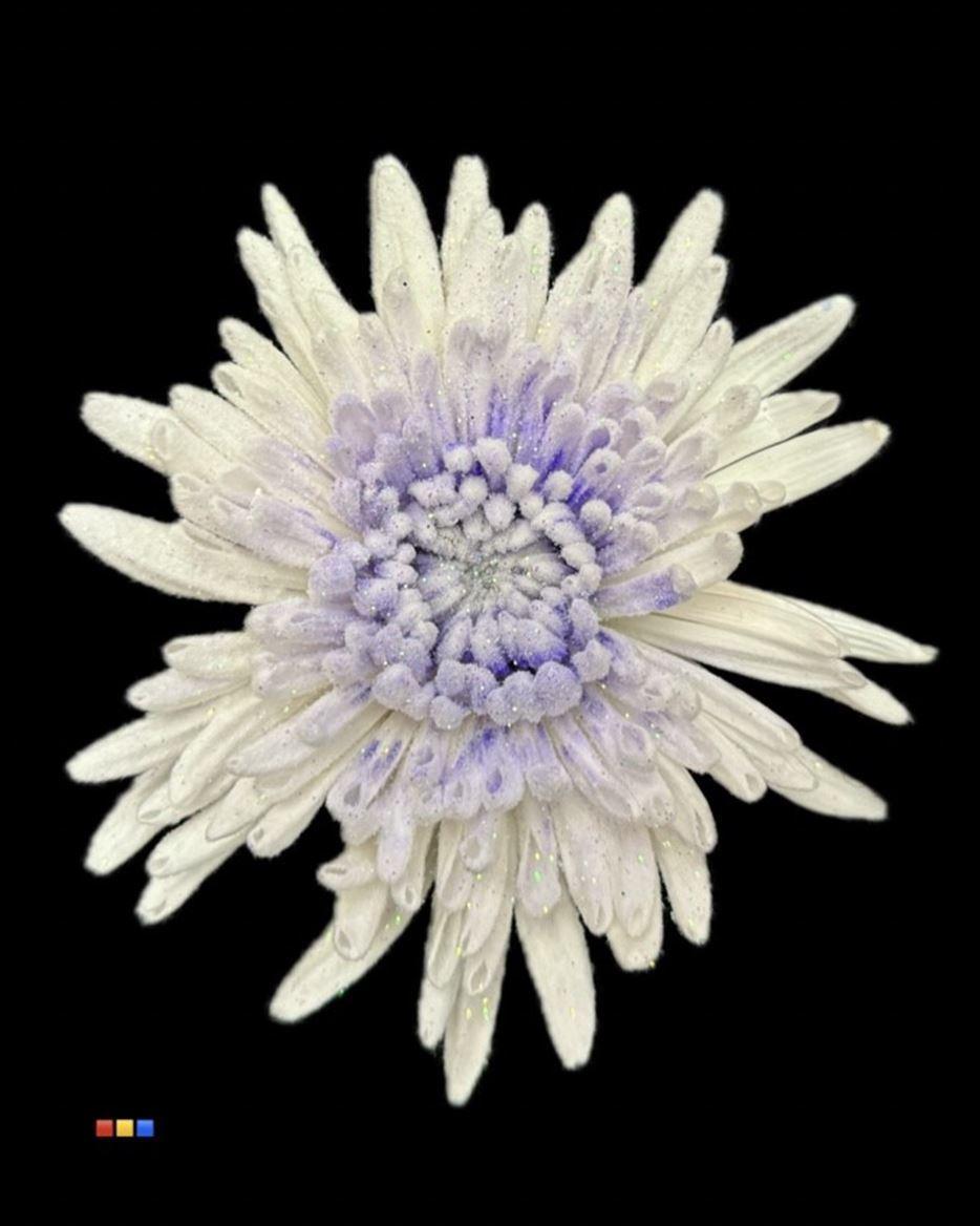 Срезанные цветы оптом Chrys bl paint ana marshmallow purple (C48) от 40шт из Голландии с доставкой по России