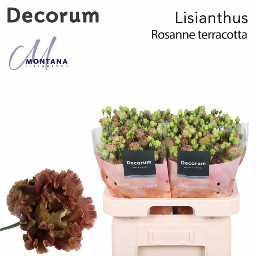 Срезанные цветы оптом Eustoma do rosanne light от 40шт из Голландии с доставкой по России