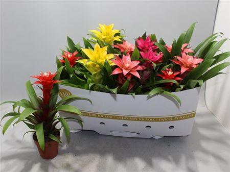 Горшечные цветы и растения оптом Guzm Gem от 12шт из Голландии с доставкой по России