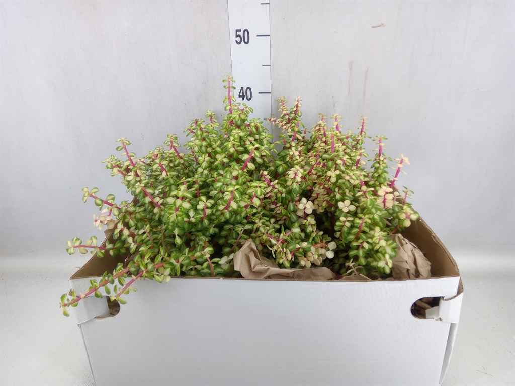 Горшечные цветы и растения оптом Crassula   ... от 2шт из Голландии с доставкой по России