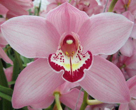 Срезанные цветы оптом Cymbidium pink geisha girl от 2шт из Голландии с доставкой по России