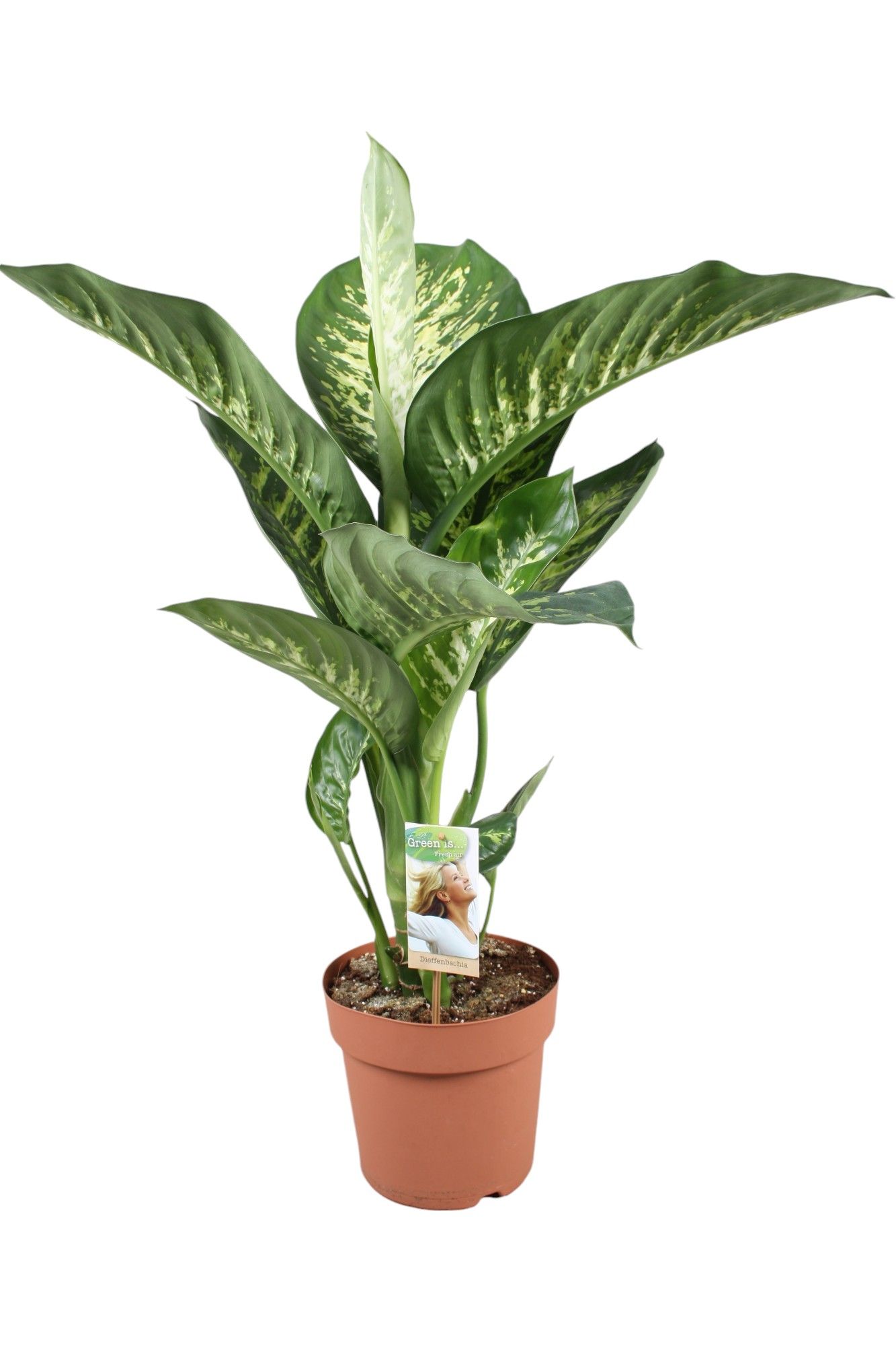 Горшечные цветы и растения оптом Dieffenbachia Tropic Snow от 1шт из Голландии с доставкой по России