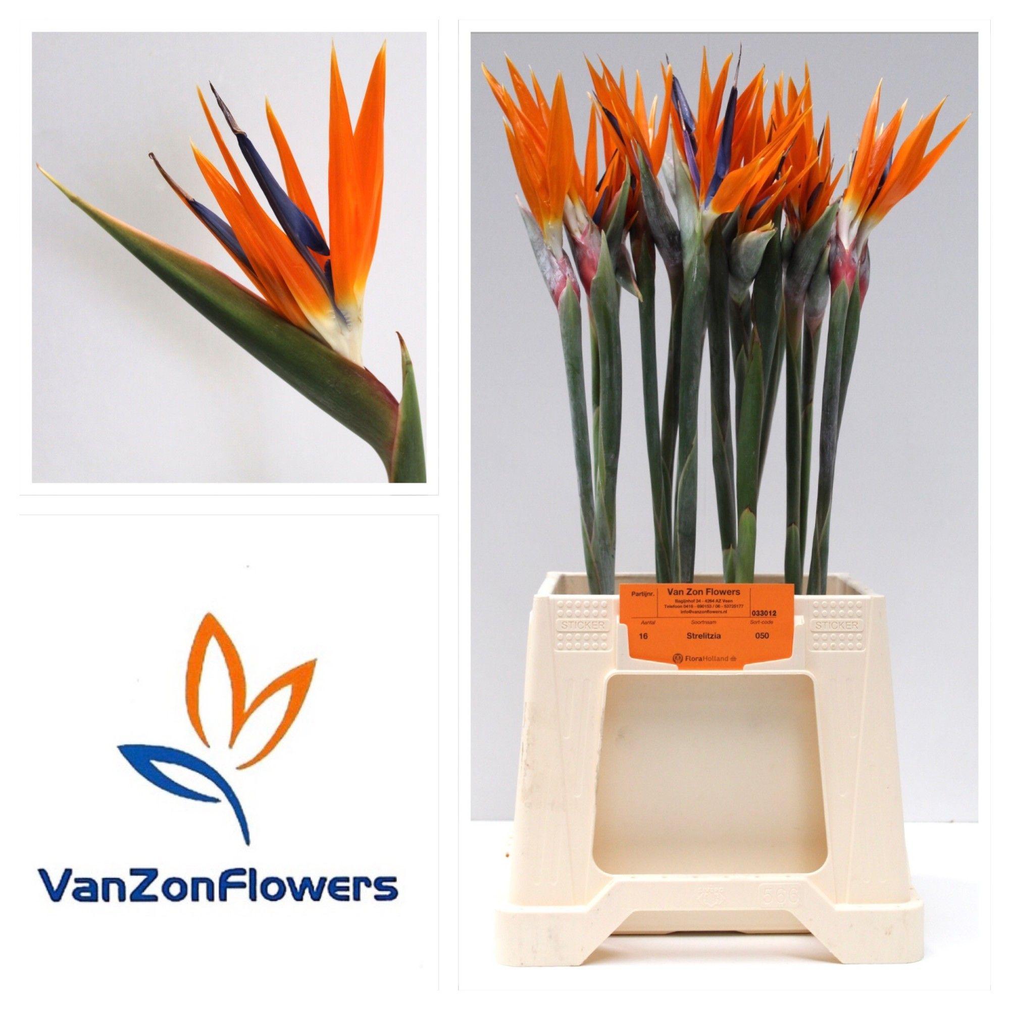 Срезанные цветы оптом Strelitzia flower от 16шт из Голландии с доставкой по России