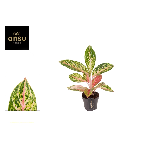 Горшечные цветы и растения оптом Aglaonema Coco Melon от 6шт из Голландии с доставкой по России