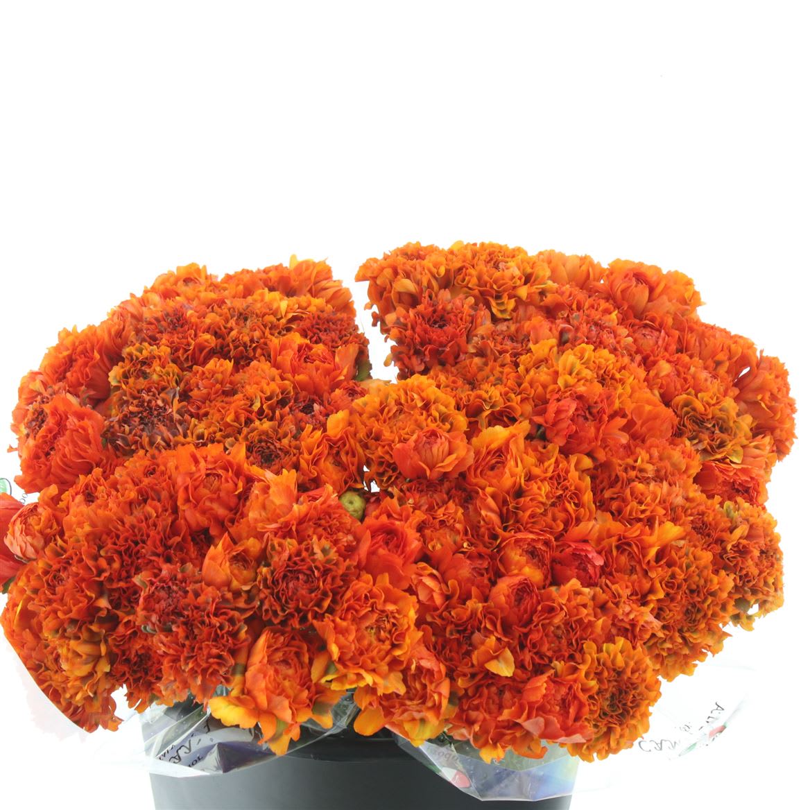 Срезанные цветы оптом Ranunculus pon pon garfield от 100шт из Голландии с доставкой по России