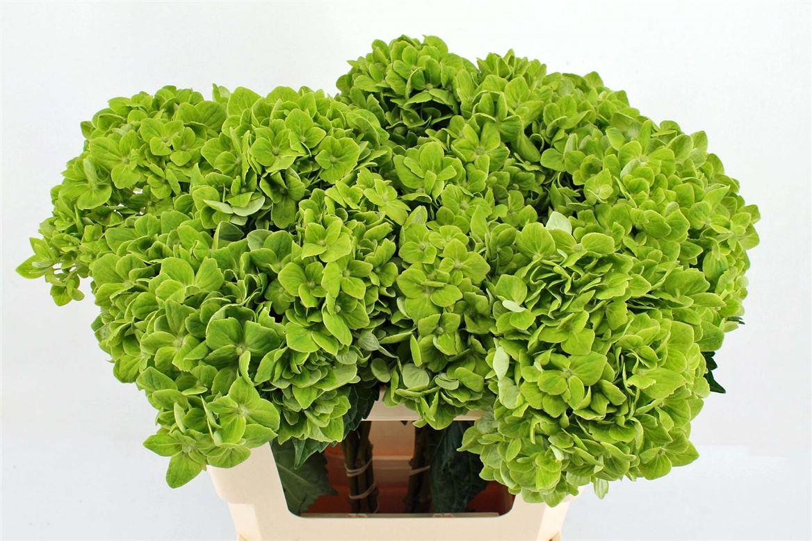 Срезанные цветы оптом Hydrangea clover variegated от 10шт из Голландии с доставкой по России