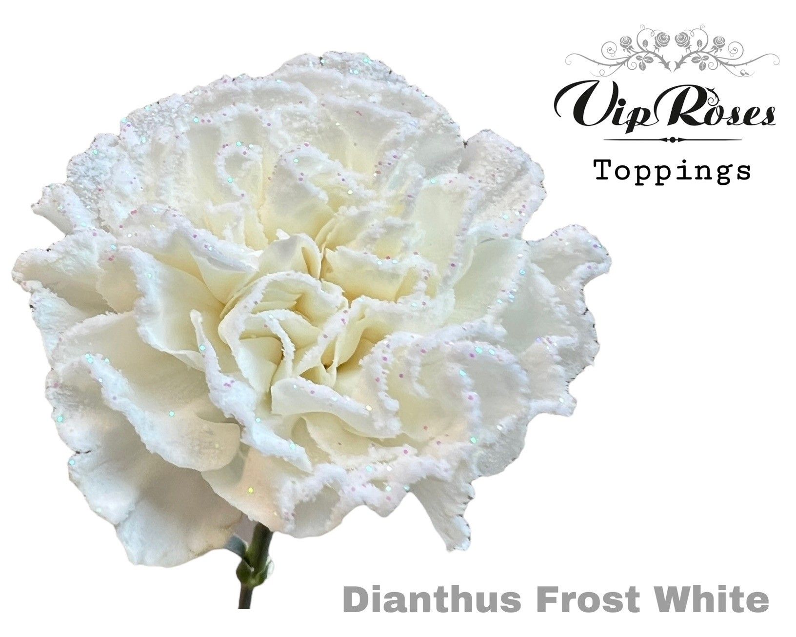 Срезанные цветы оптом Dianthus st paint frost white от 40шт из Голландии с доставкой по России