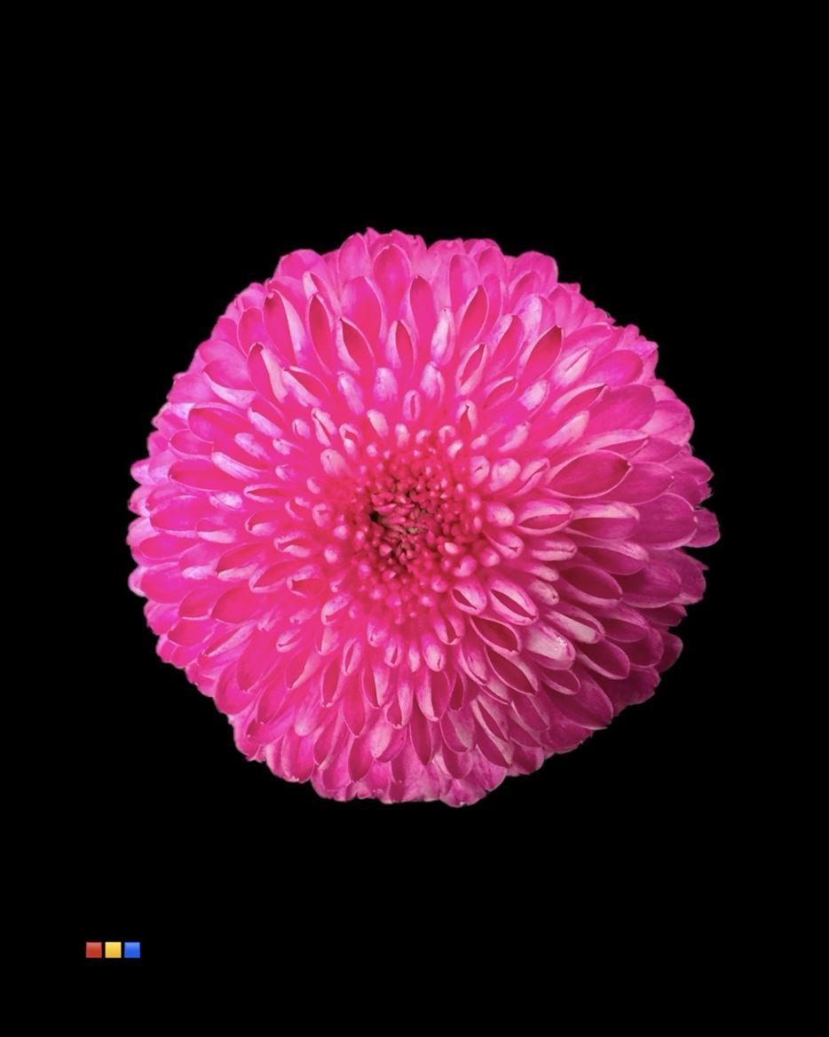 Срезанные цветы оптом Chrys bl paint superbowl cerise от 40шт из Голландии с доставкой по России