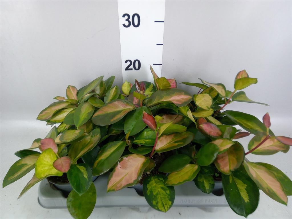 Горшечные цветы и растения оптом Hoya Carnosa tricolor от 6шт из Голландии с доставкой по России