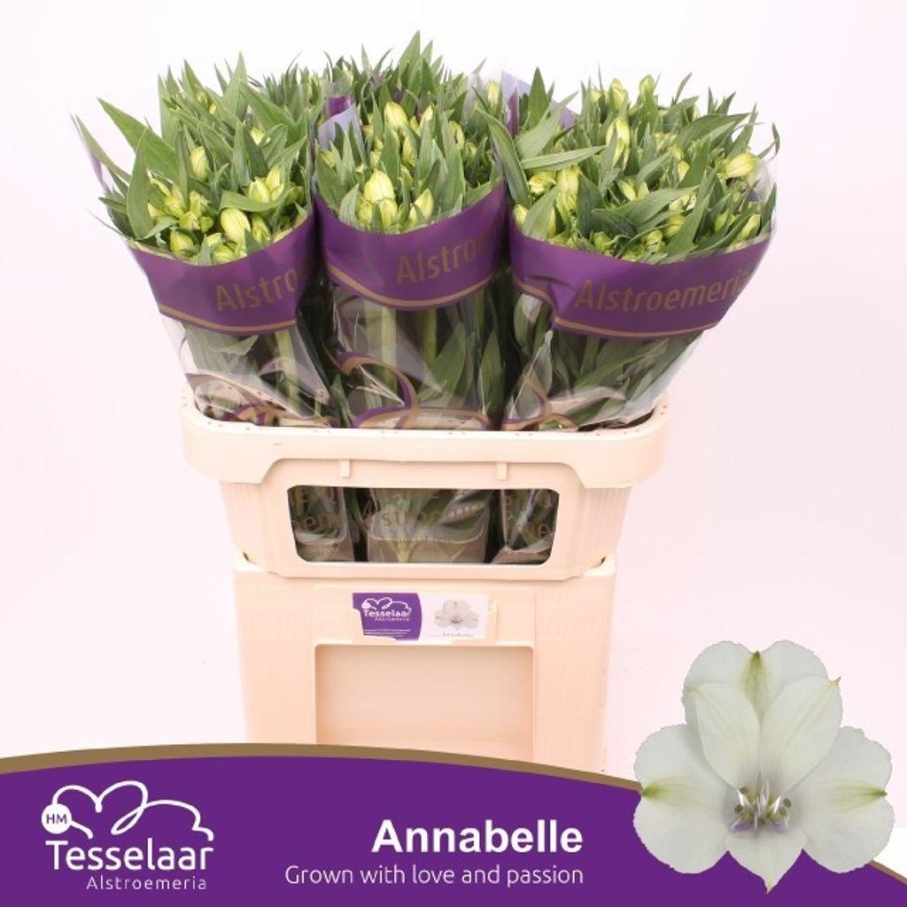 Срезанные цветы оптом Alstroemeria annabelle от 60шт из Голландии с доставкой по России