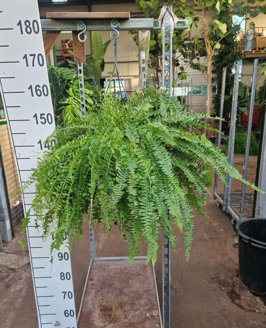 Горшечные цветы и растения оптом Nephrolepis Green Lady Hang от 1шт из Голландии с доставкой по России