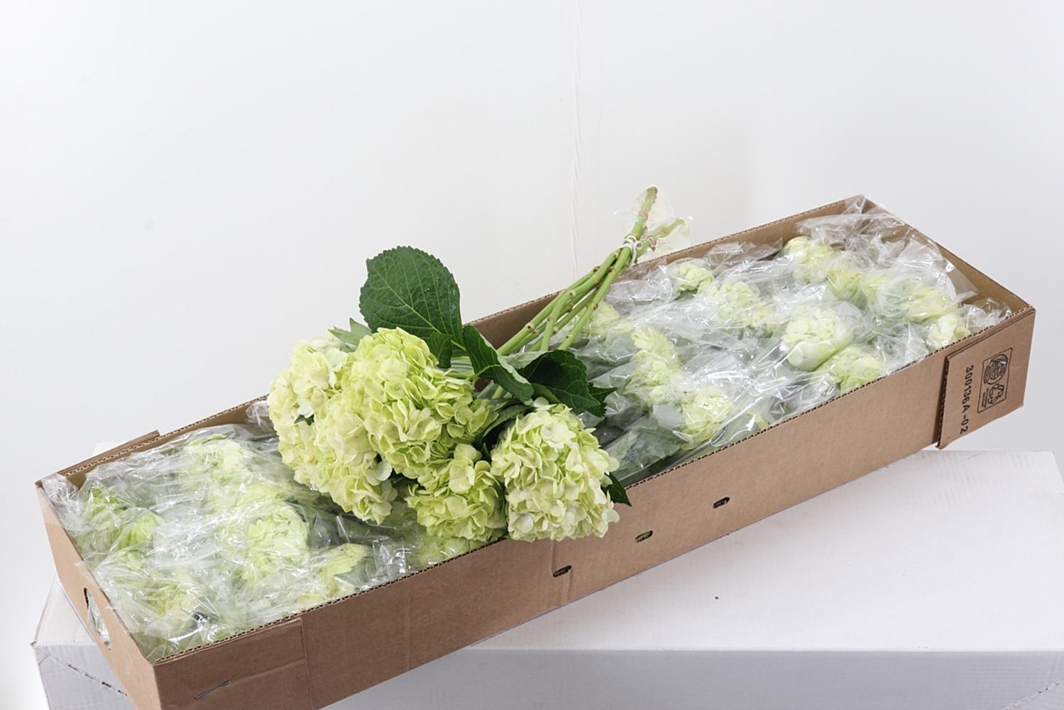 Срезанные цветы оптом Hydrangea box limegreen от 30шт из Голландии с доставкой по России