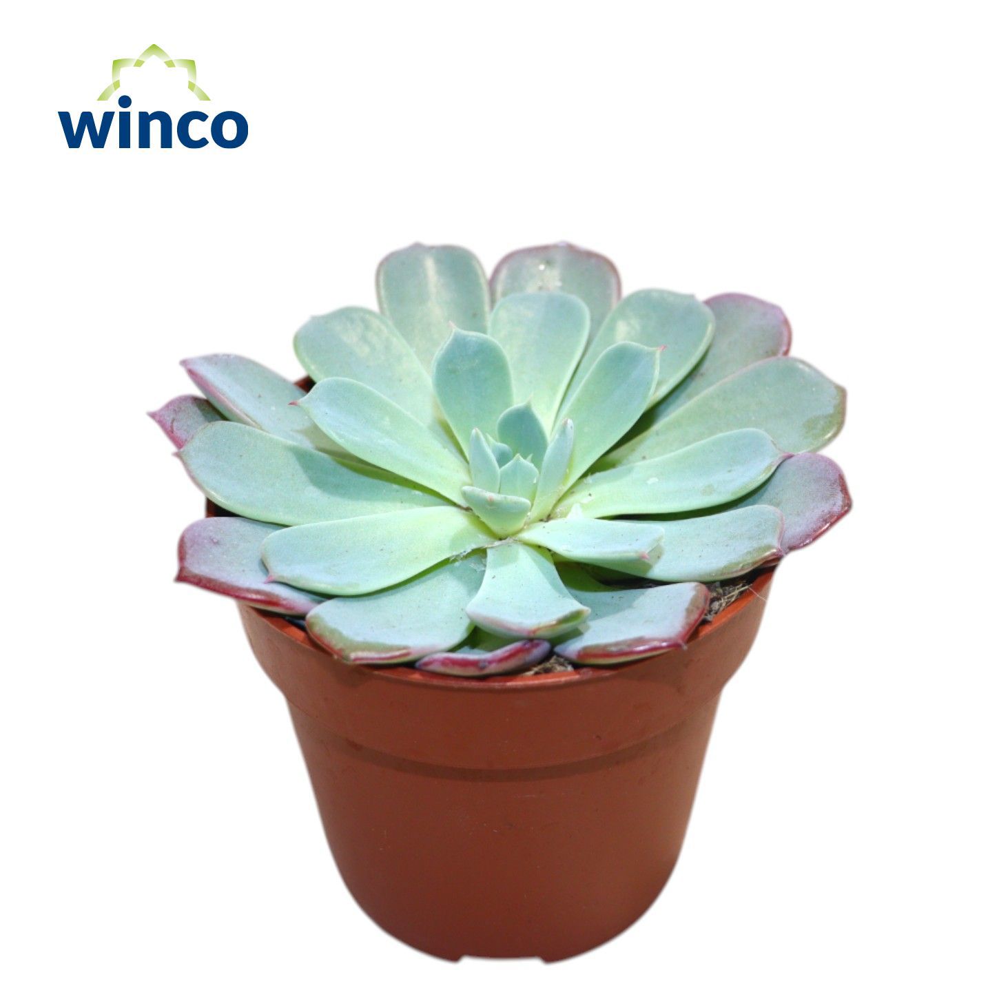 Горшечные цветы и растения оптом Echeveria Laulensis от 18шт (для телеги) из Голландии с доставкой по России
