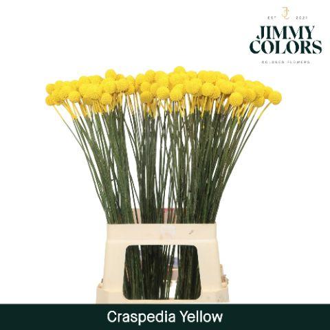 Срезанные цветы оптом Craspedia paint yellow от 200шт. из Голландии с доставкой по России