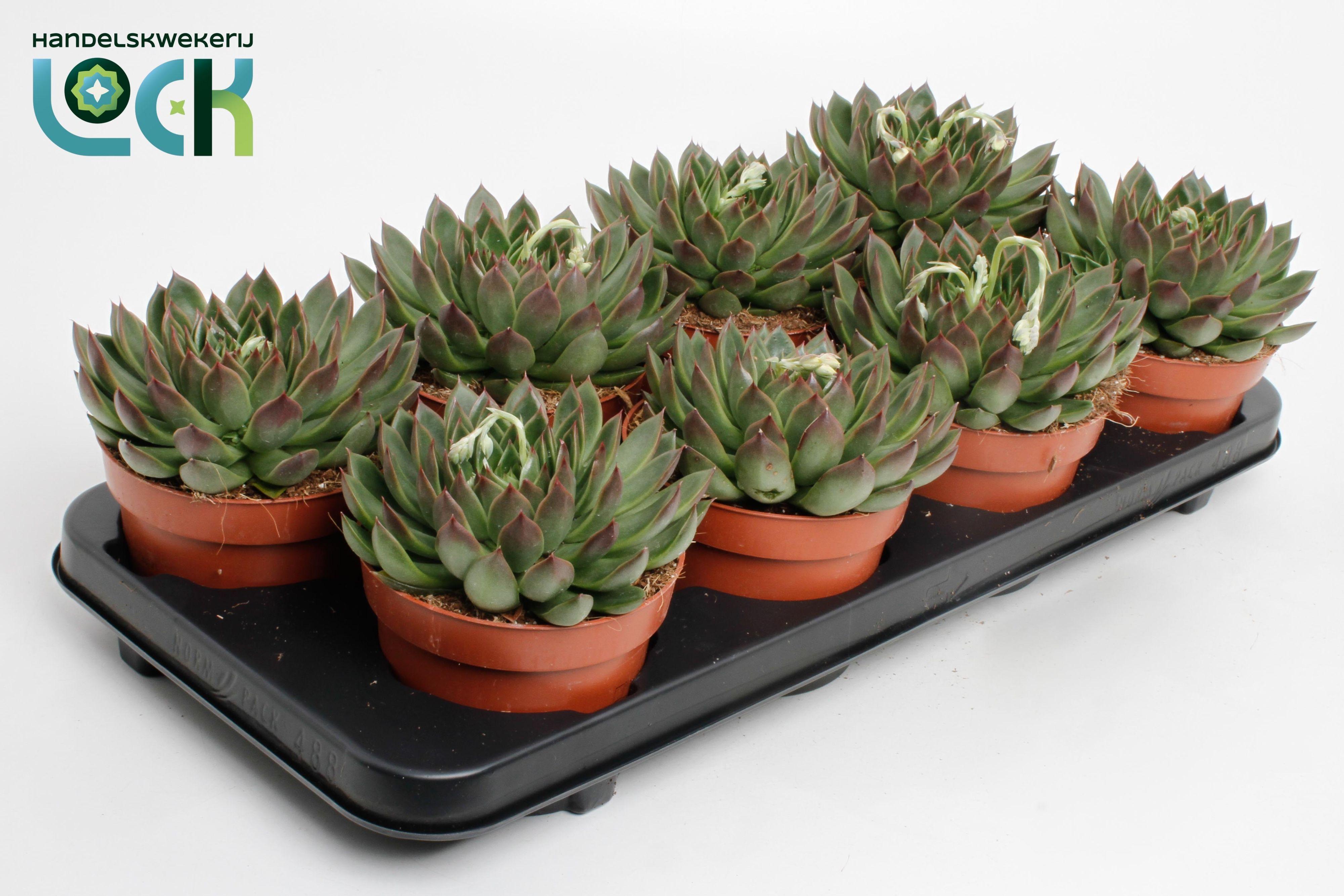 Горшечные цветы и растения оптом Echeveria Lipstick от 8шт из Голландии с доставкой по России Горшечные цветы и растения оптом Echeveria Lipstick от 8шт из Голландии с доставкой по России