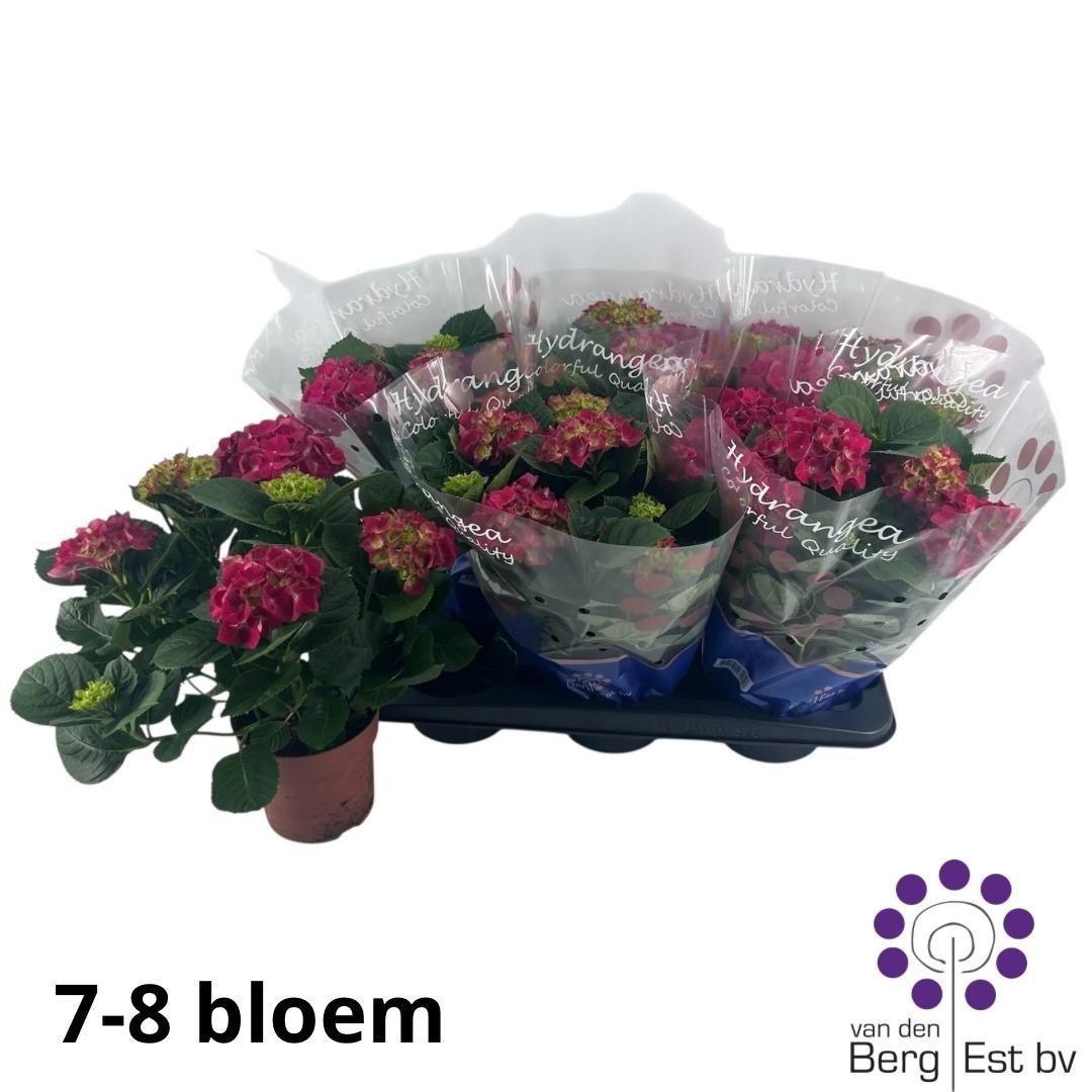 Горшечные цветы и растения оптом Hydr M Speedy Red от 6шт из Голландии с доставкой по России