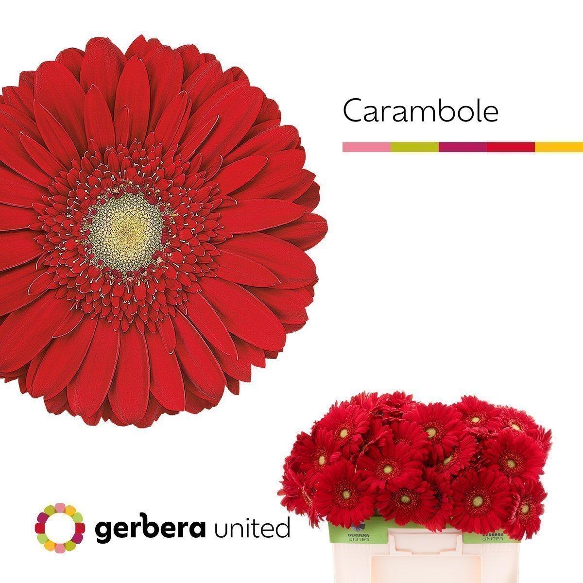 Срезанные цветы оптом Gerbera carambole от 40шт. из Голландии с доставкой по России