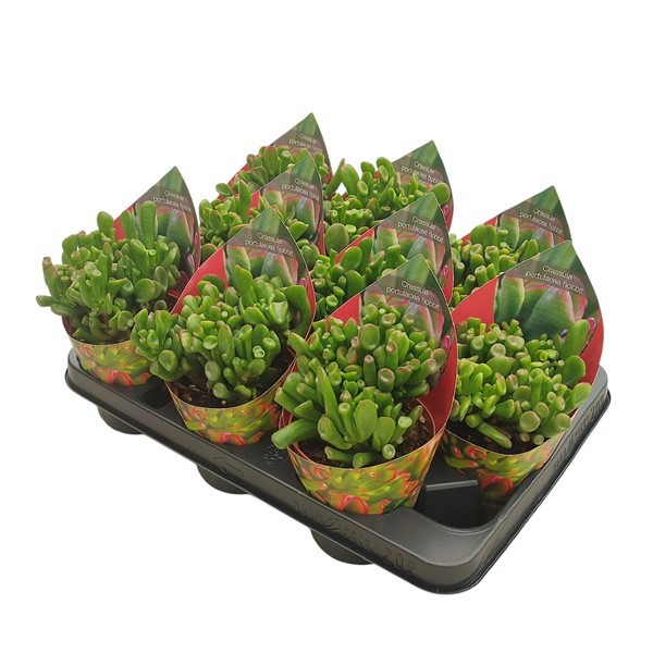 Горшечные цветы и растения оптом Crassula Portulacea Hobbit Potcover от 9шт из Голландии с доставкой по России