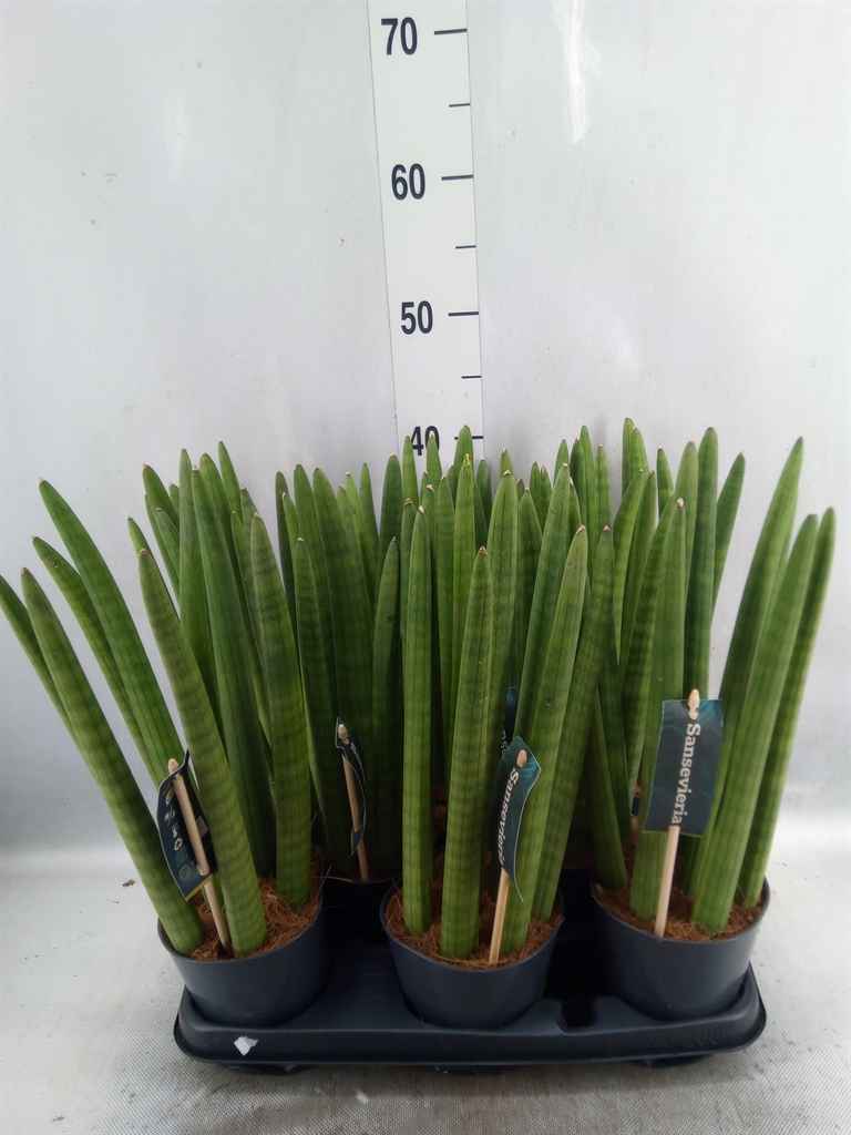 Горшечные цветы и растения оптом Sansevieria Cyl.  ... от 8шт из Голландии с доставкой по России