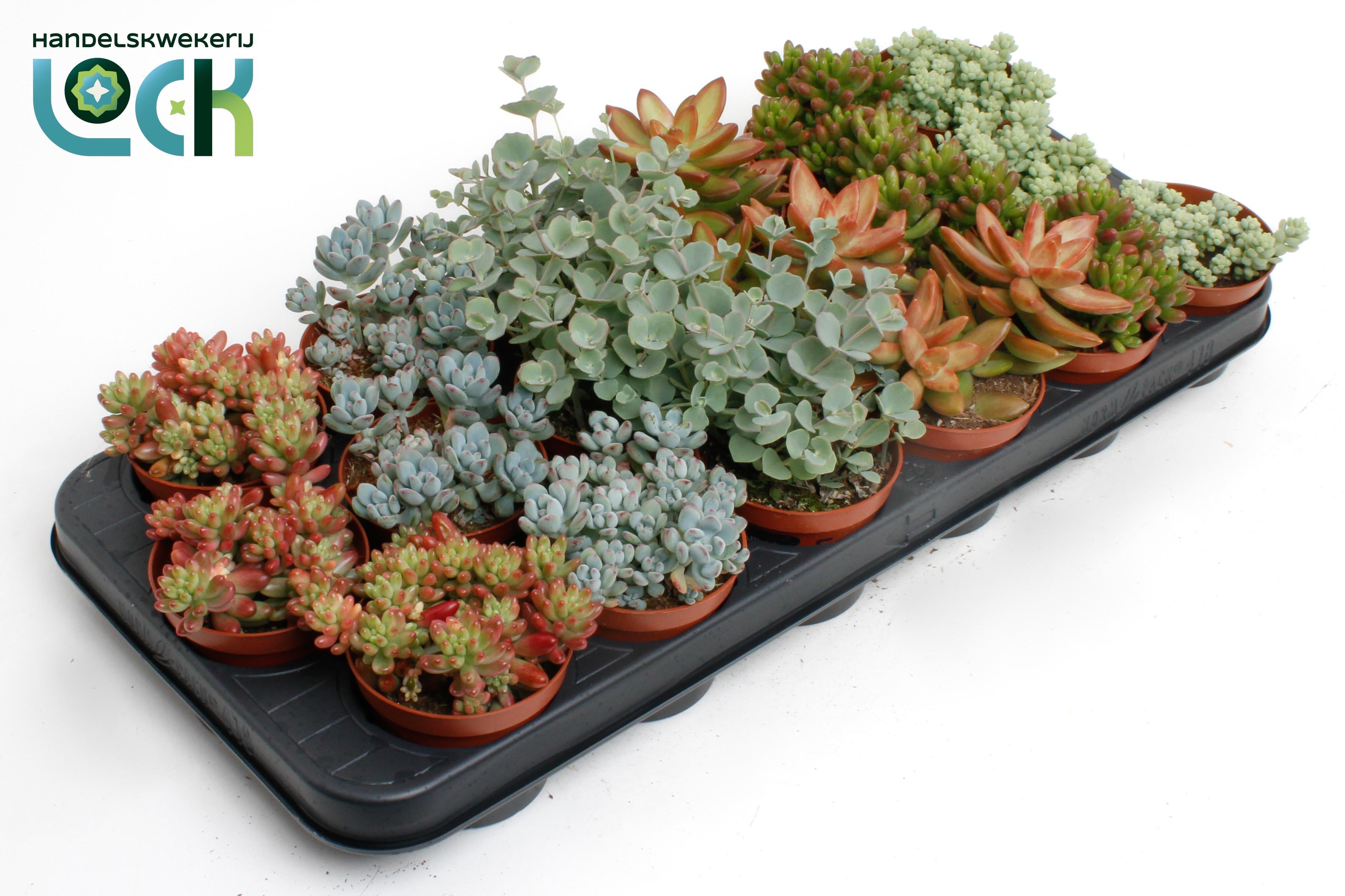 Горшечные цветы и растения оптом Sedum Mix от 12шт (для телеги) из Голландии с доставкой по России