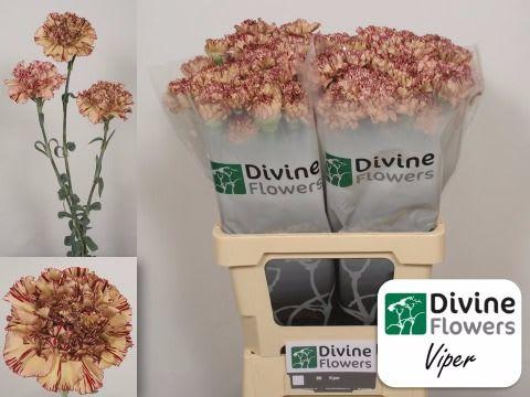 Срезанные цветы оптом Dianthus st viper от 80шт. из Голландии с доставкой по России