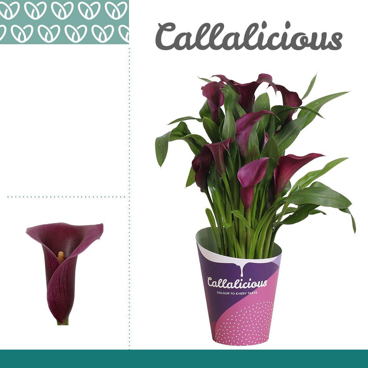 Горшечные цветы и растения оптом Zantedeschia Purple Paco In Potcover от 10шт из Голландии с доставкой по России