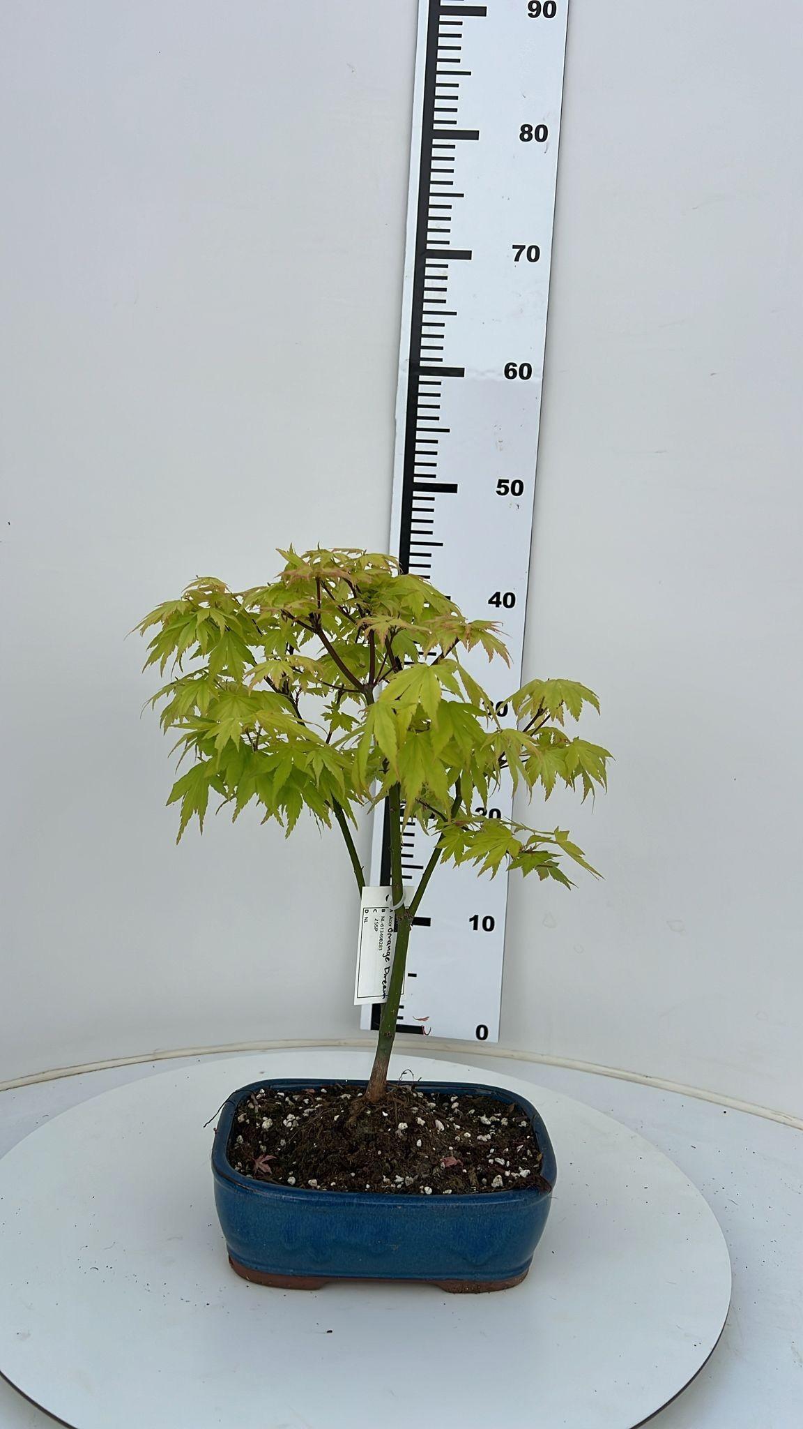 Горшечные цветы и растения оптом Acer Palmatum Orange Dream, Pot 22cm. от 5шт из Голландии с доставкой по России
