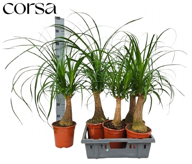 Горшечные цветы и растения оптом Beaucarnea Recur от 5шт из Голландии с доставкой по России