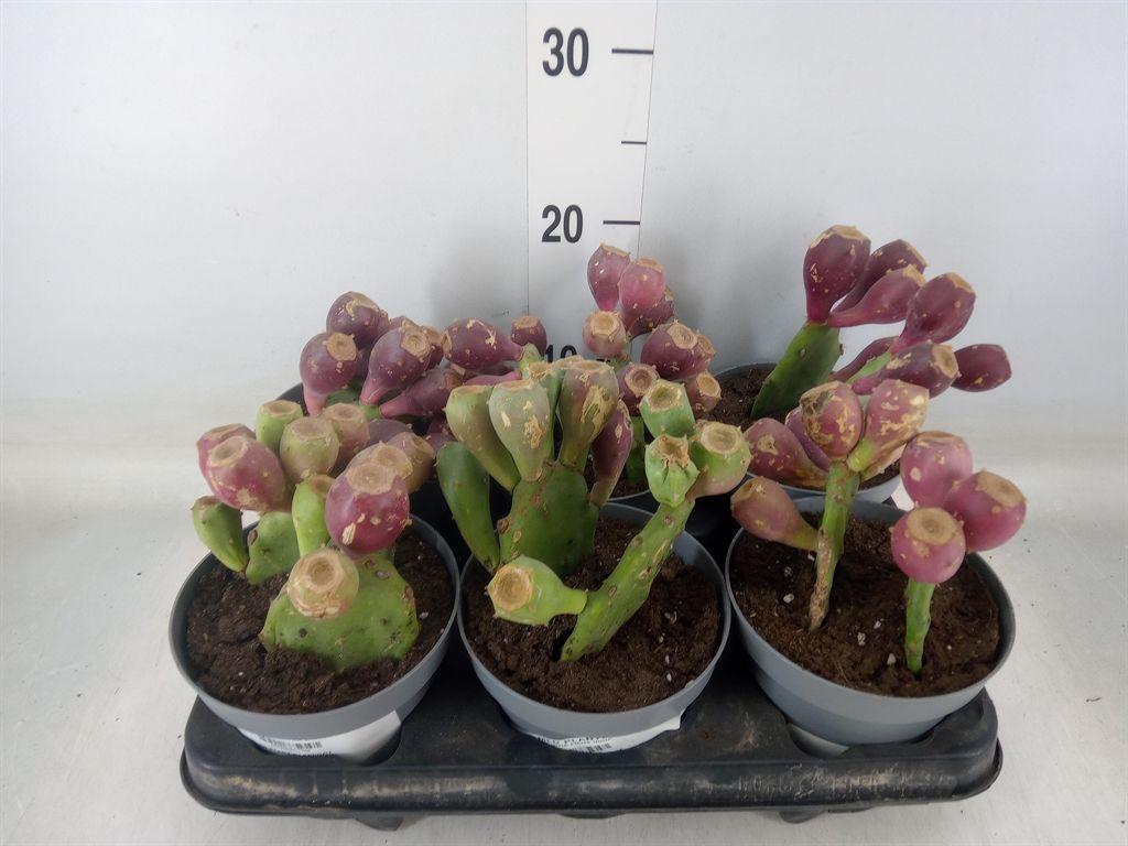 Горшечные цветы и растения оптом Opuntia Humifusa от 6шт из Голландии с доставкой по России