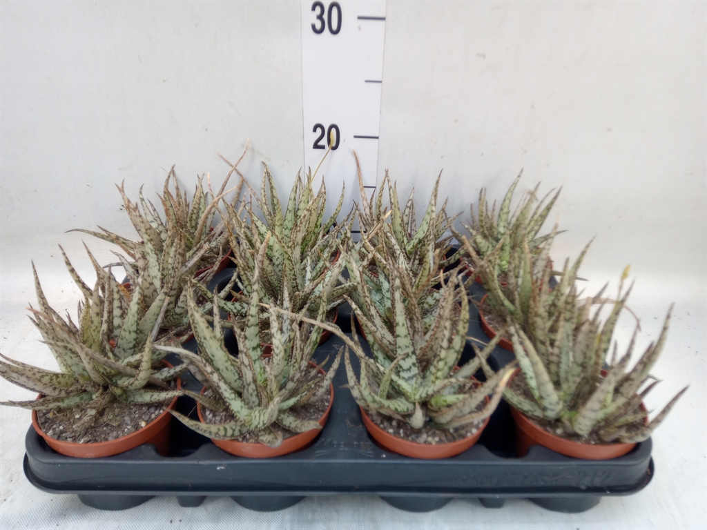 Горшечные цветы и растения оптом Aloe Variegata от 12шт (для телеги) из Голландии с доставкой по России