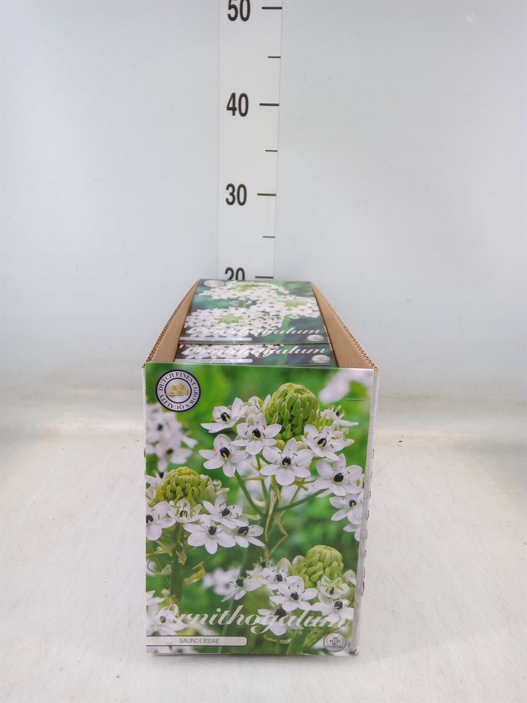 Горшечные цветы и растения оптом Flowerbulbs, Corns Or Tubers   ... от 10шт' из Голландии с доставкой по России